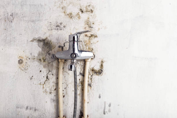 Best Black Mold Removal  in Yorklyn, PA