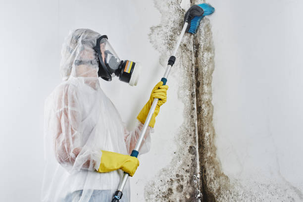 Best Fast Mold Removal  in Yorklyn, PA