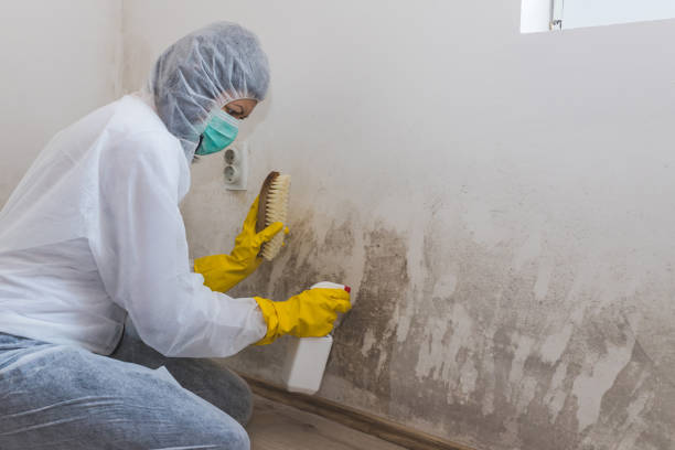 Best Mold Damage Repair  in Yorklyn, PA