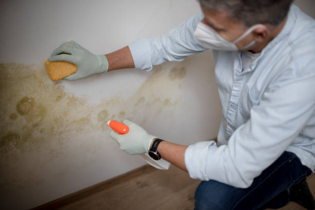 Mold Removal Process in Yorklyn, PA