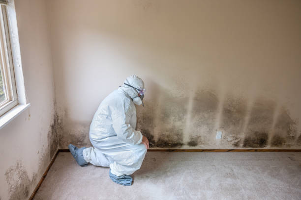 Best Emergency Mold Removal  in Yorklyn, PA