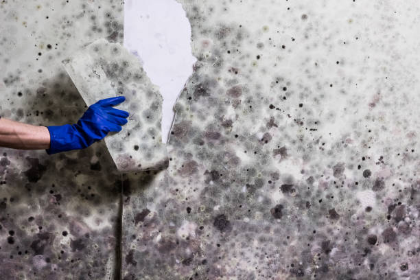 Best Best Mold Removal Companies  in Yorklyn, PA
